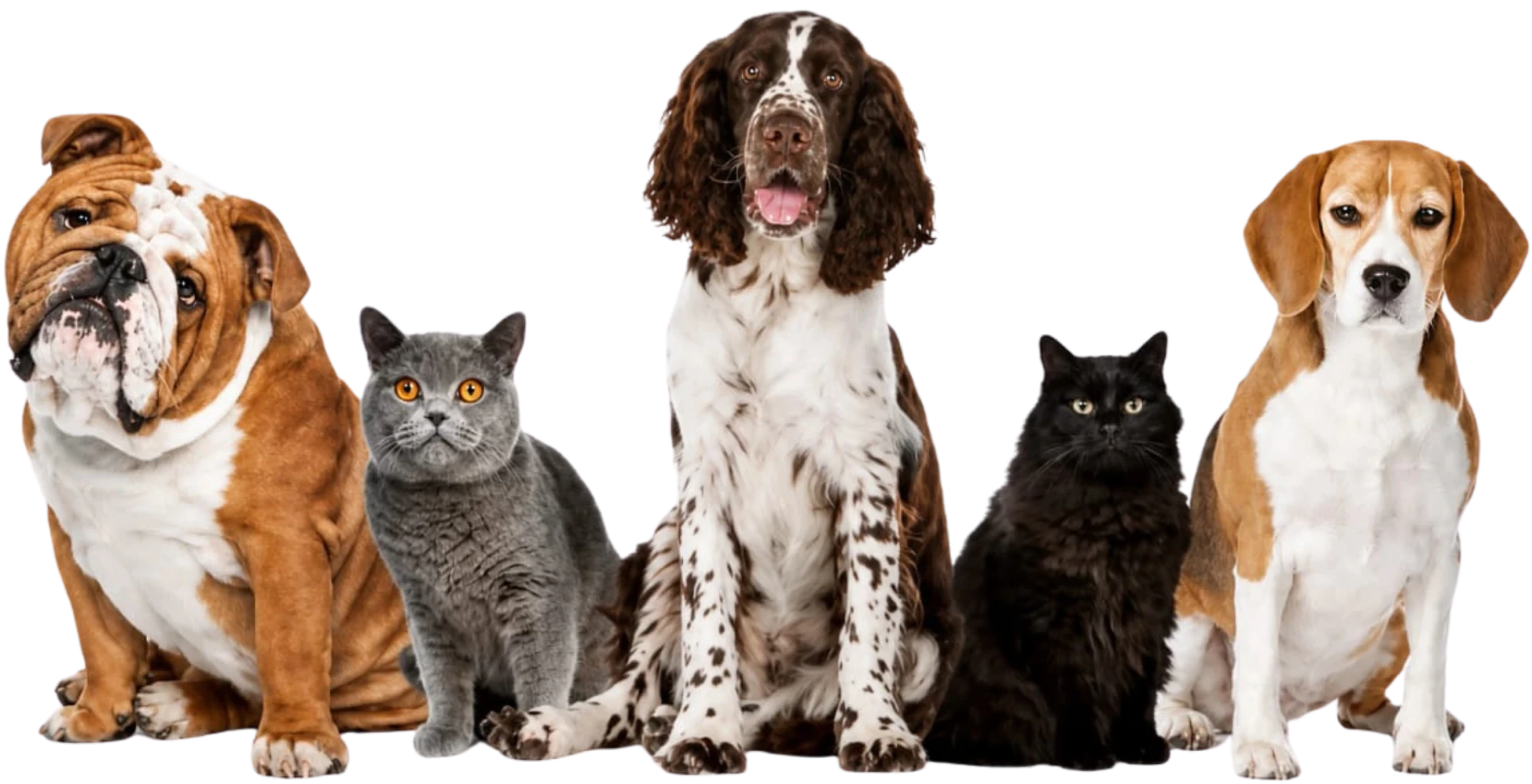 Pet Group